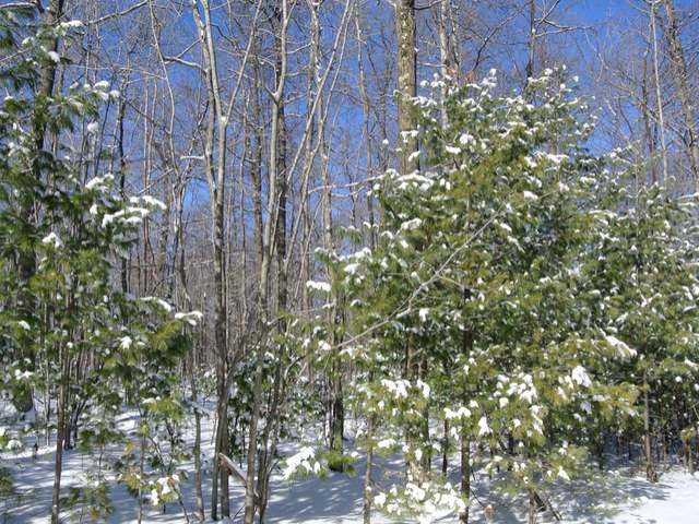 Lot 1 Sutton Road Minocqua, WI 54548 - Photo 3 of 8 Gallery Image 3