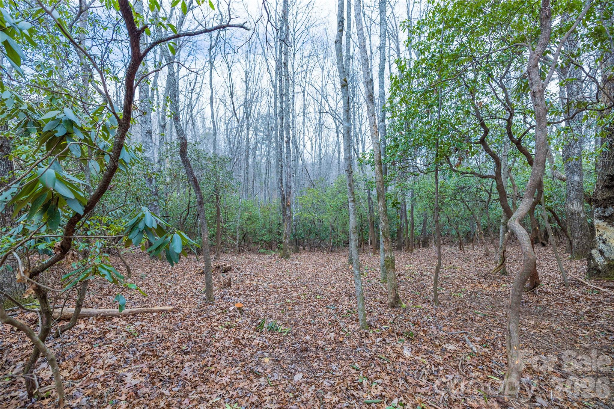 a view of a forest with trees in the background