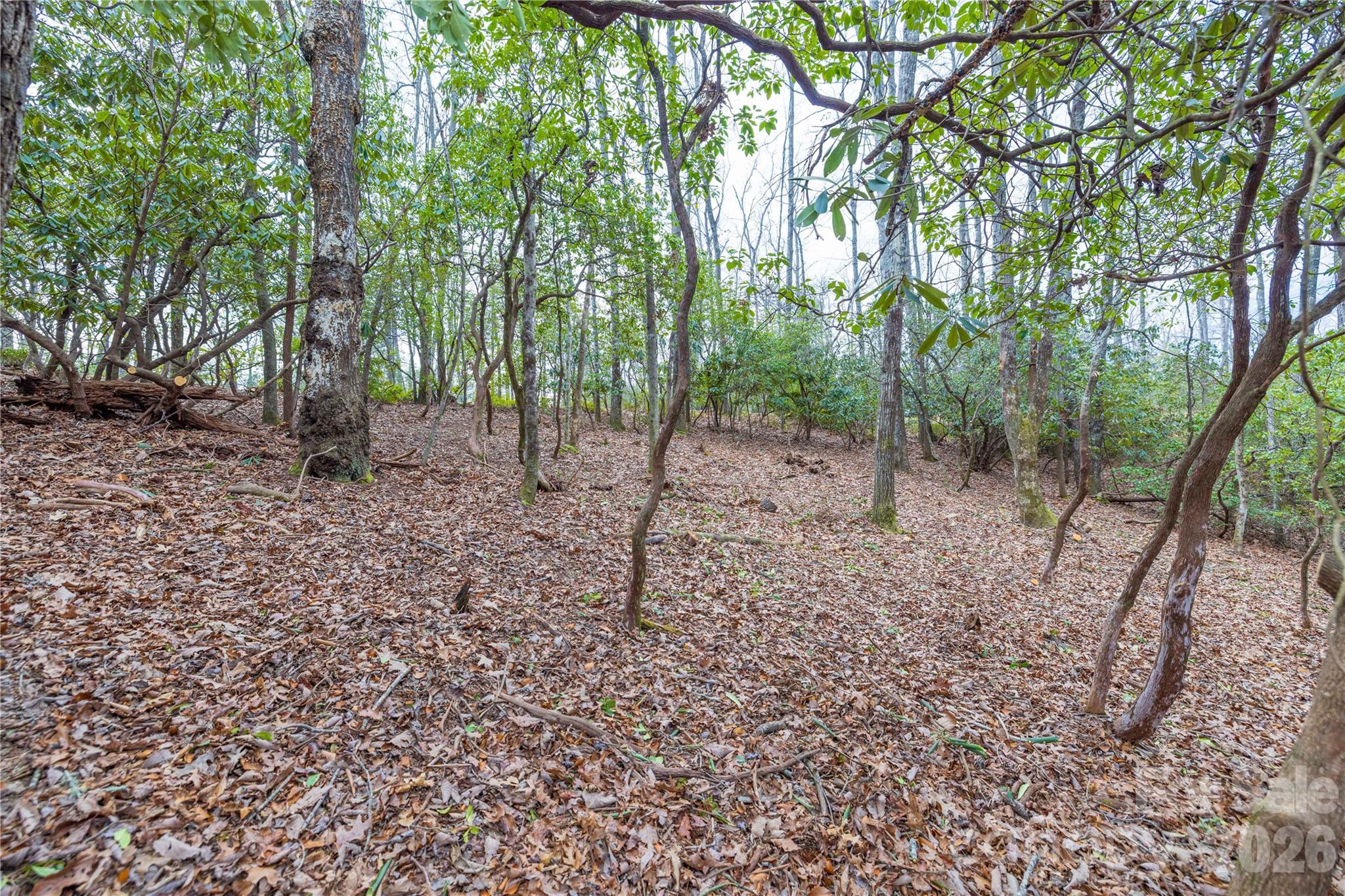 1 Turtle Rdg Trail Mills River, NC 28759 - Photo 6 of 16 a view of a forest filled with trees