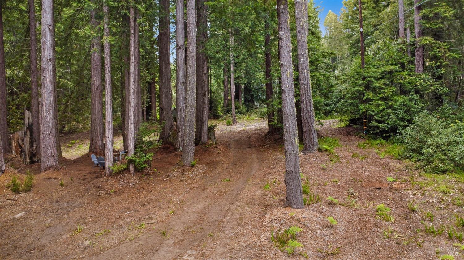 a view of a backyard with trees