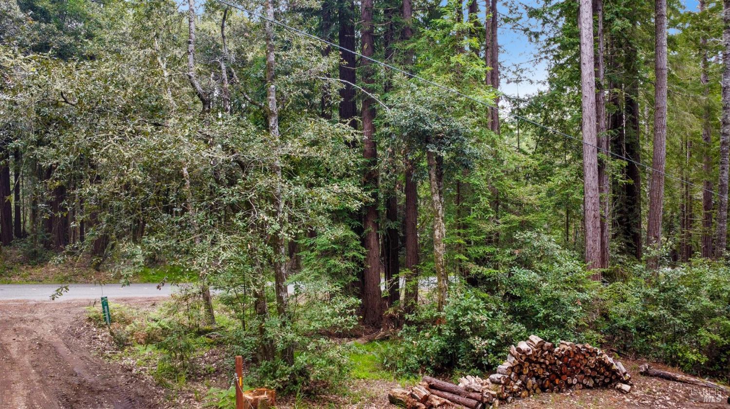 22039 Timber Cove Road Jenner, CA 95450 - Photo 11 of 39 a view of a garden with plants and large trees