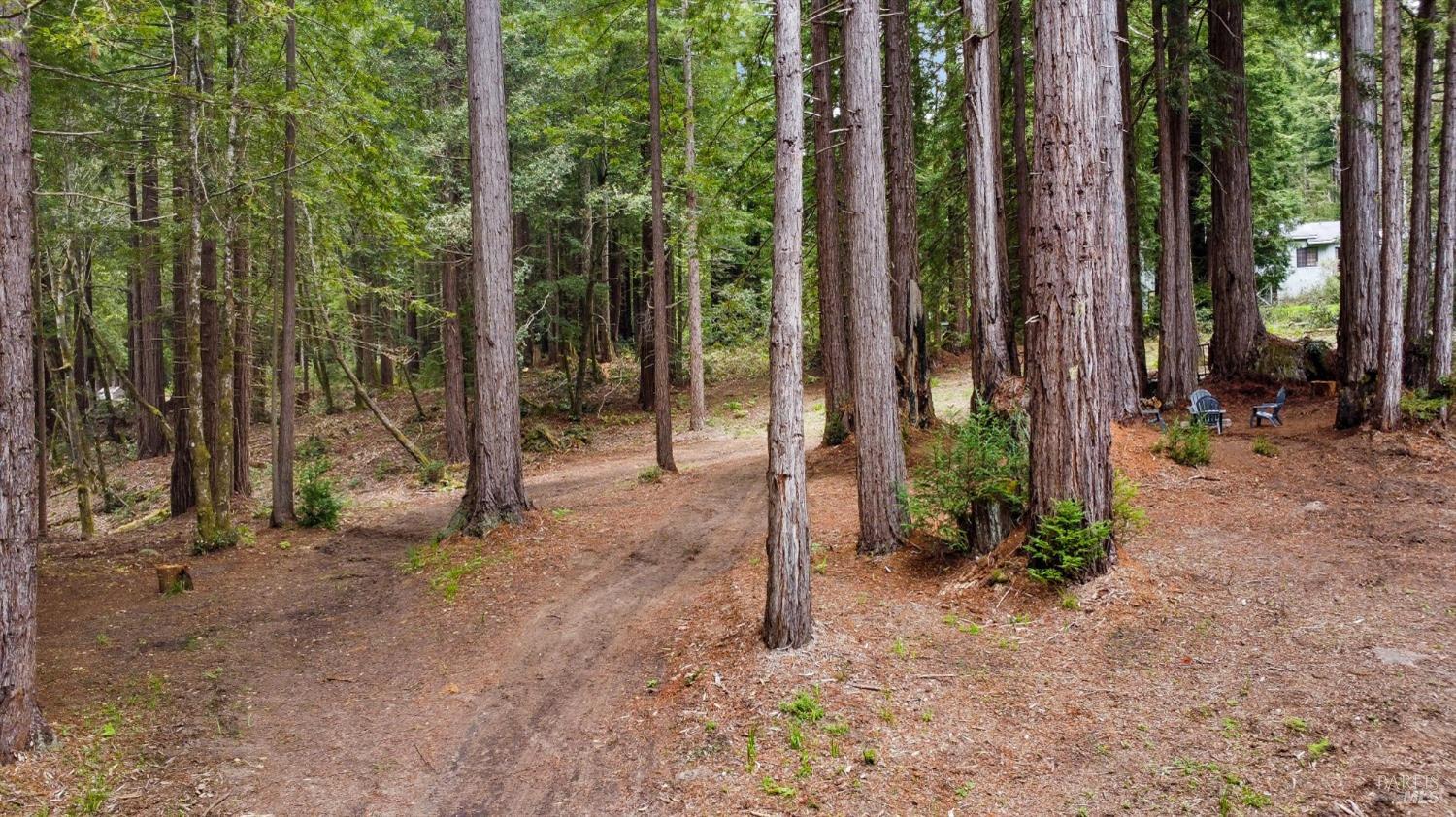 22039 Timber Cove Road Jenner, CA 95450 - Photo 13 of 39 a view of a forest with large trees