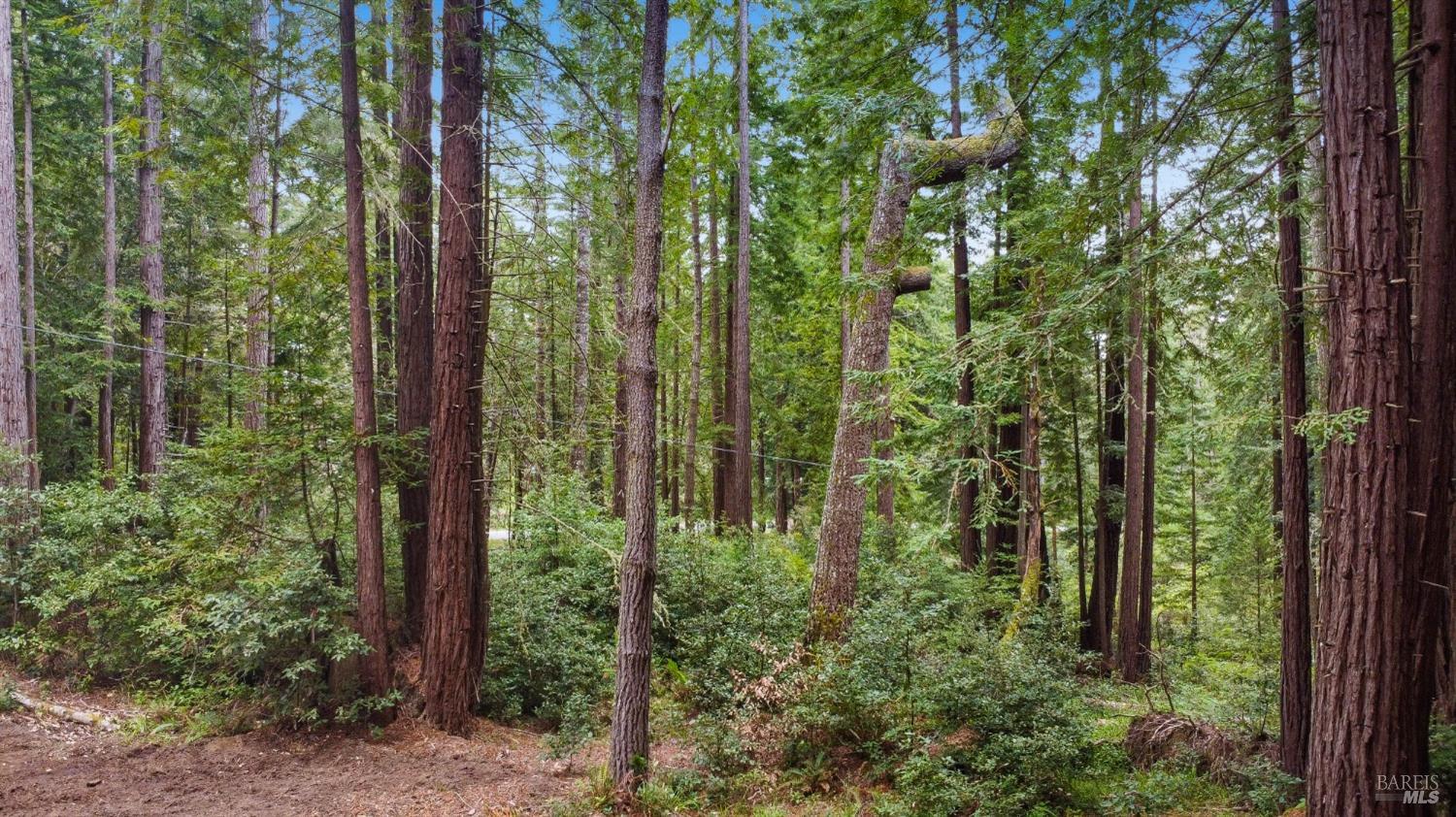 22039 Timber Cove Road Jenner, CA 95450 - Photo 14 of 39 a view of forest