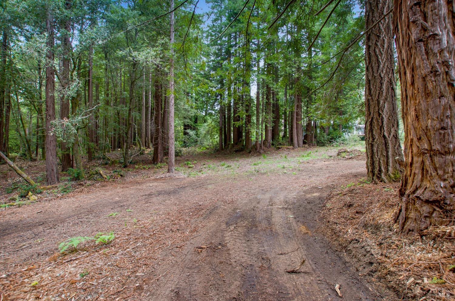 22039 Timber Cove Road Jenner, CA 95450 - Photo 20 of 39 a view of a forest with trees in the background