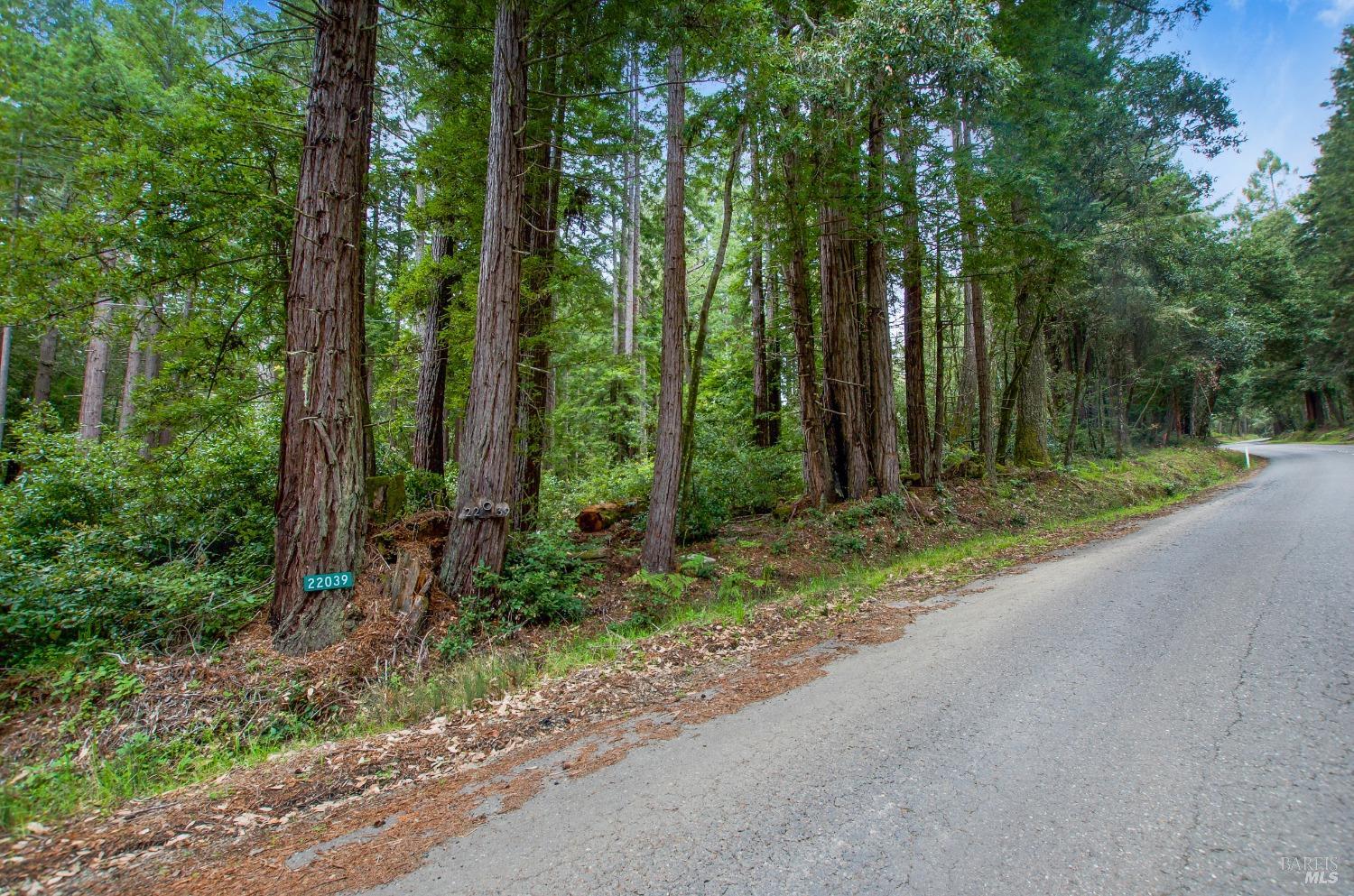 22039 Timber Cove Road Jenner, CA 95450 - Photo 28 of 39 a view of a backyard with large trees and plants