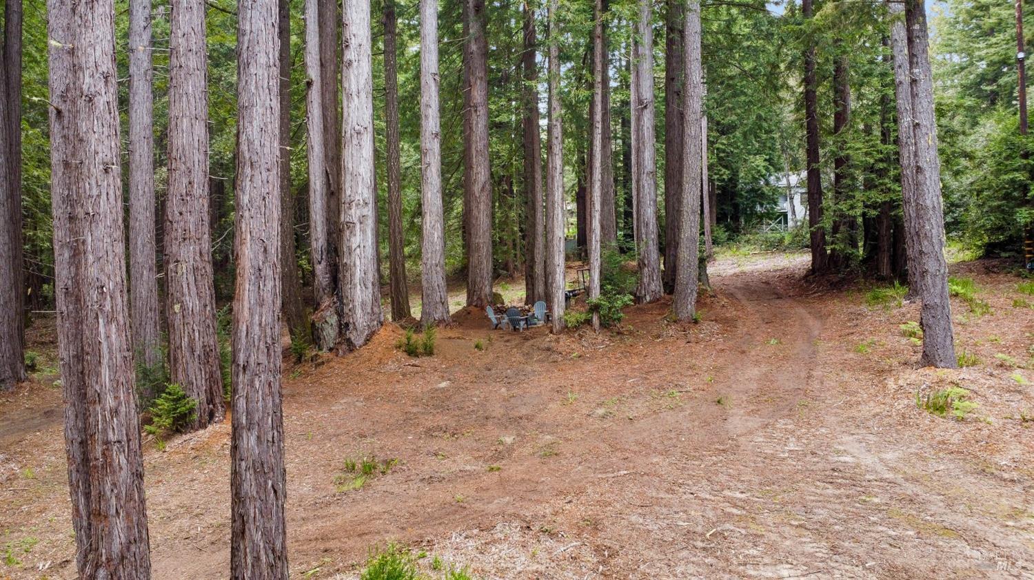 22039 Timber Cove Road Jenner, CA 95450 - Photo 8 of 39 a view of backyard with plants and trees
