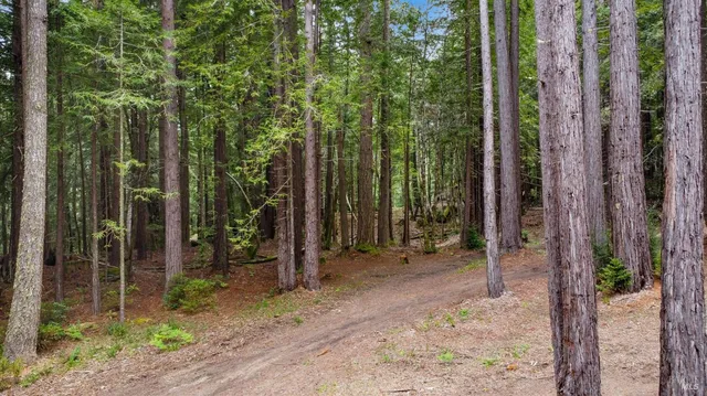 a view of a backyard with potted plants and large tree