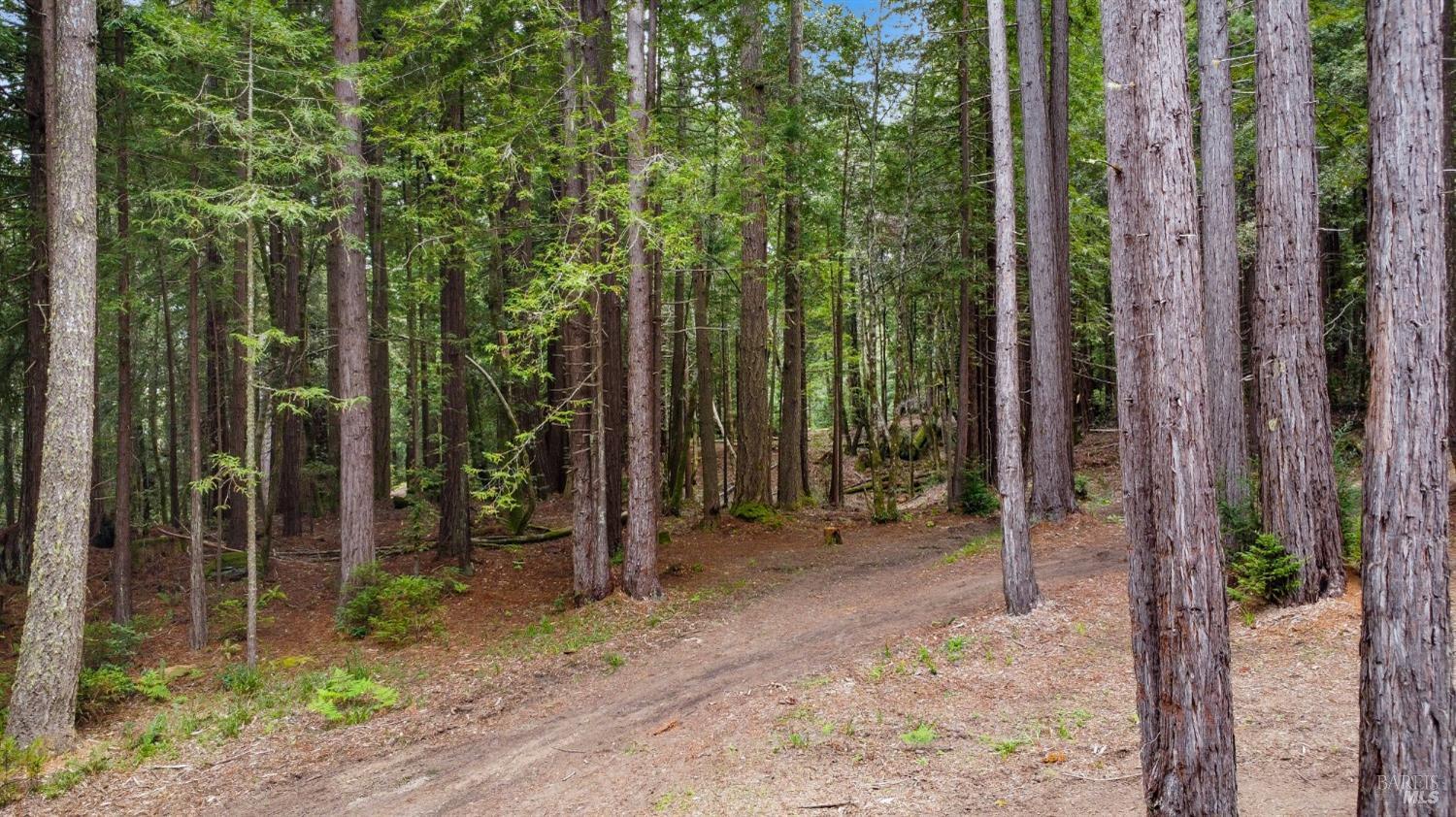 22039 Timber Cove Road Jenner, CA 95450 - Photo 9 of 39 a view of a backyard with potted plants and large tree