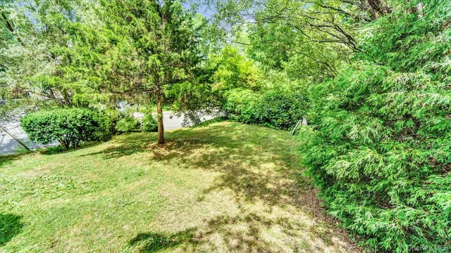 a view of a yard with plants and large trees