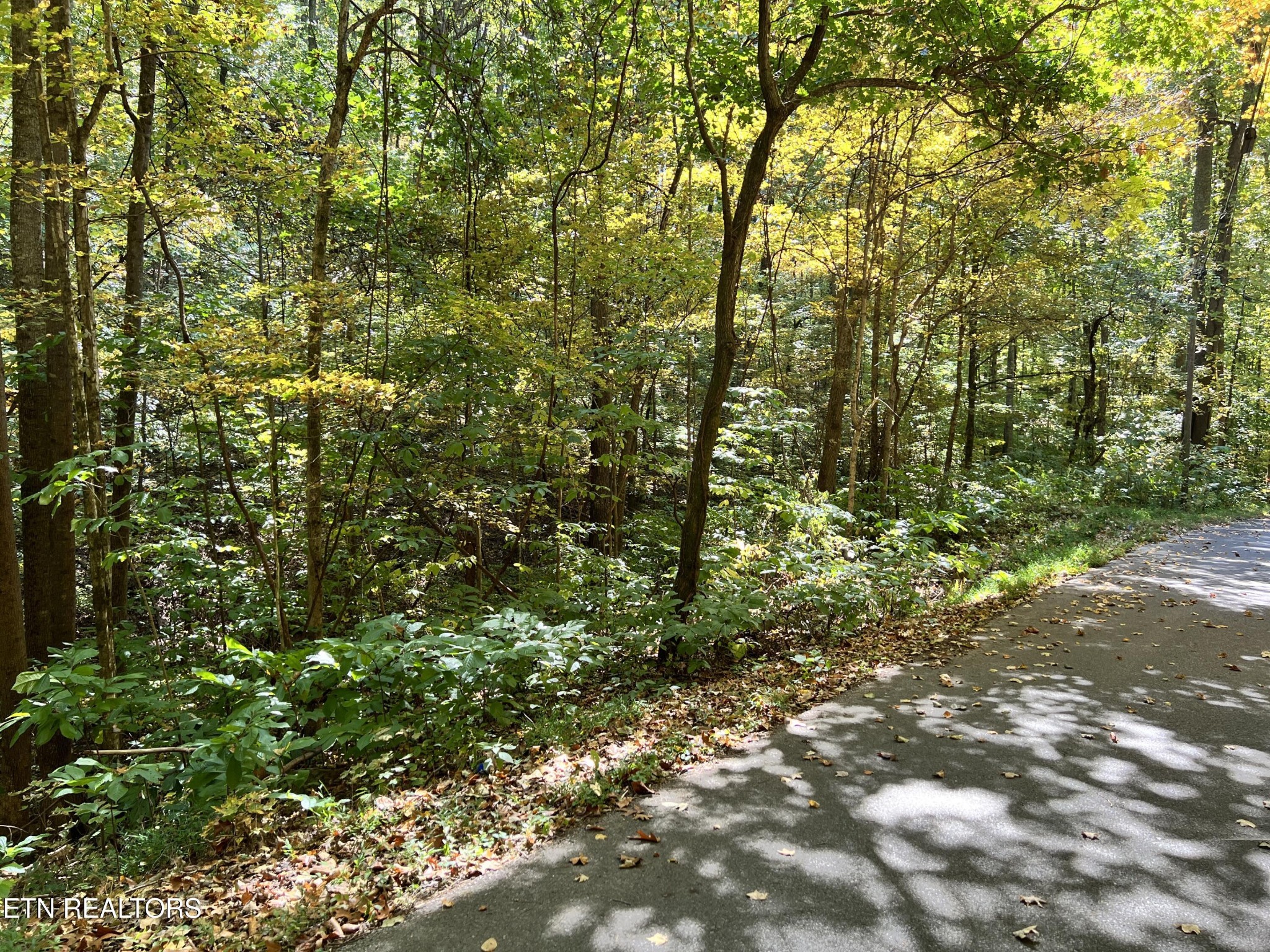 1875 Dyer Hollow Road Mohawk, TN 37810 - Photo 2 of 20 a view of a lush green forest