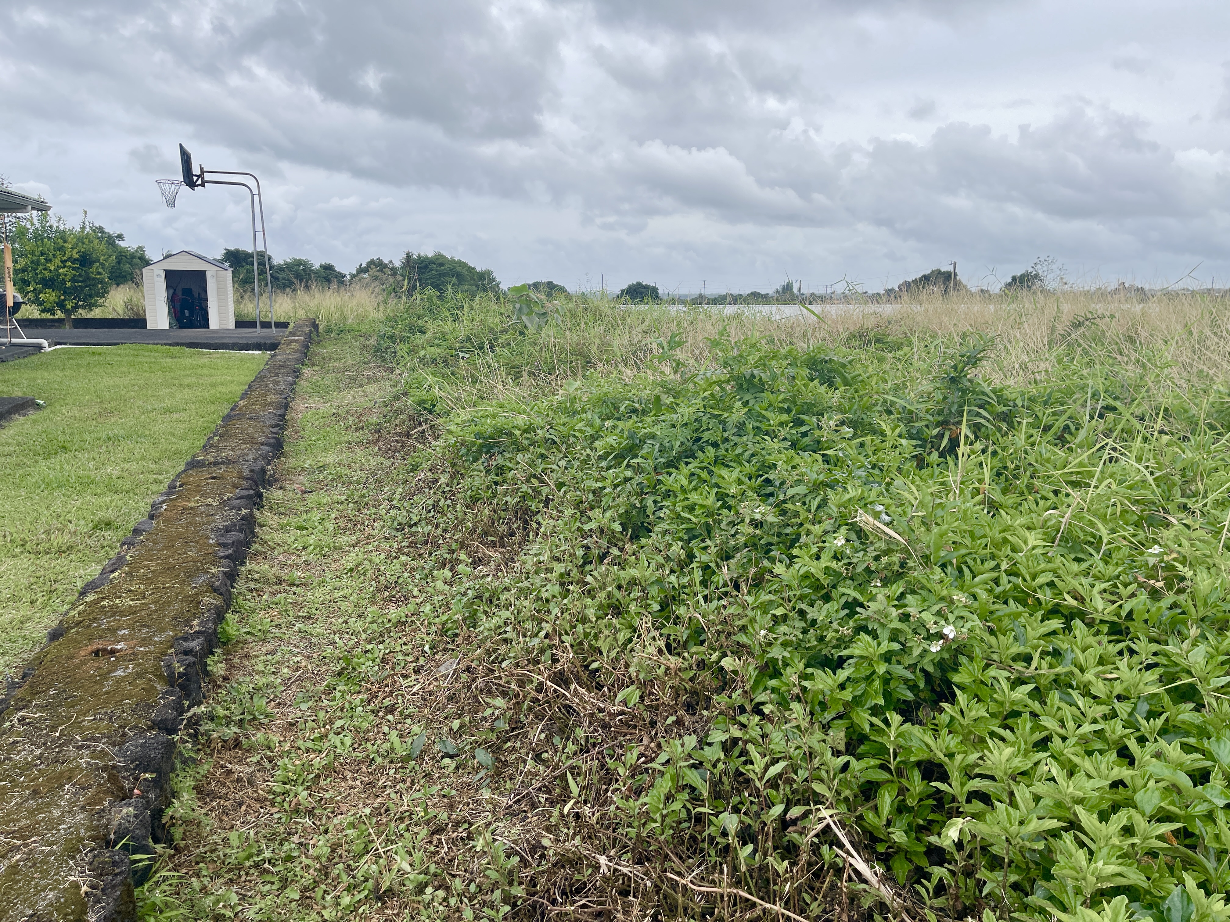 6 Lot Hilo, HI 96720 - Photo 13 of 18 a view of a big yard with plants and a large tree