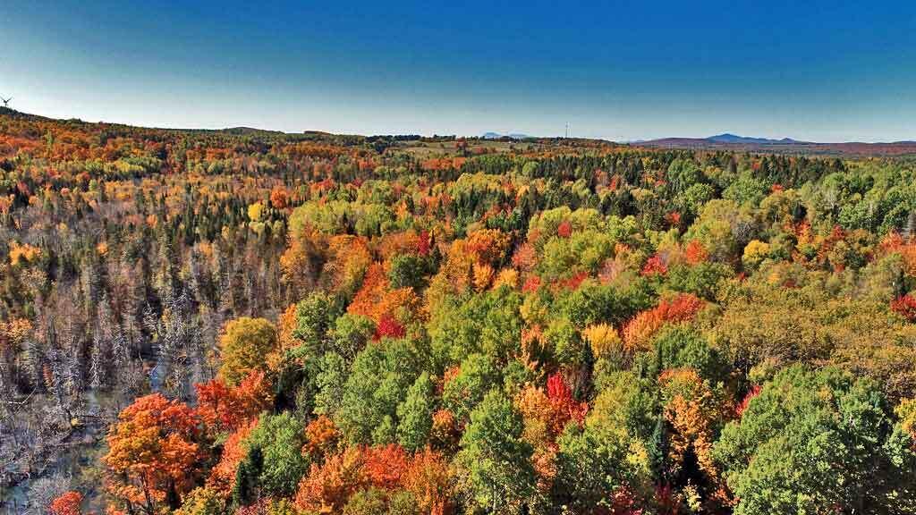 Lot 9 Field Road Oakfield, ME 04763 - Photo 40 of 41 woodlot-maine-fall-land