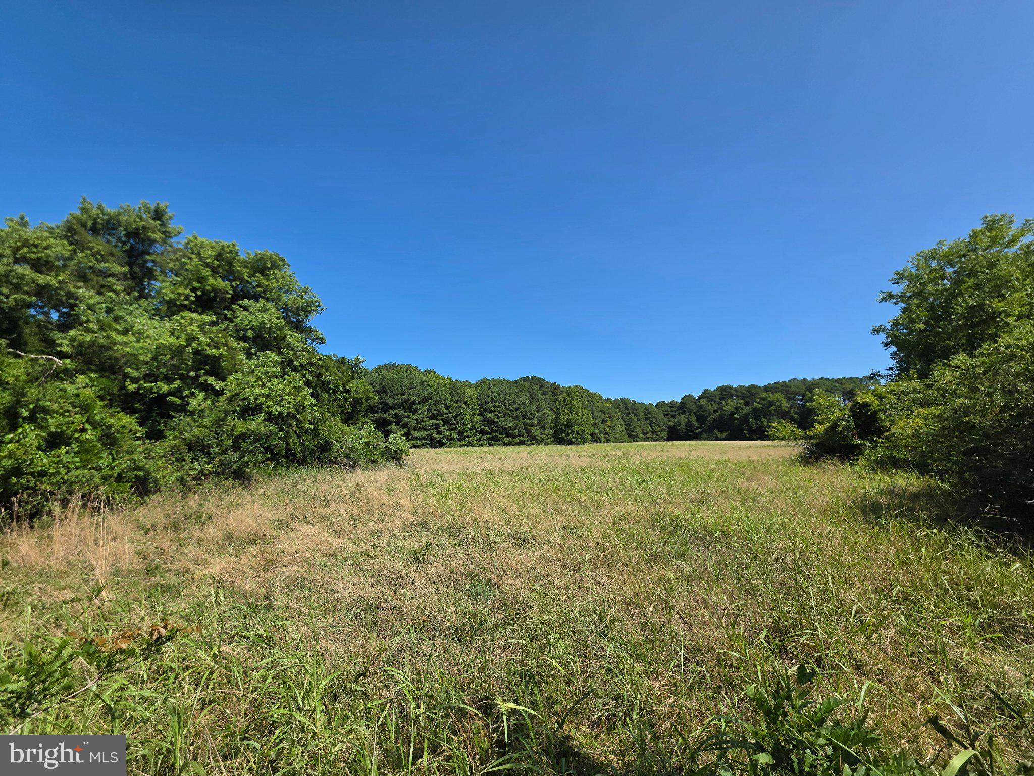 Roland Parks Road Chance, MD 21821 - Photo 5 of 10 Expansive meadow under clear skies.