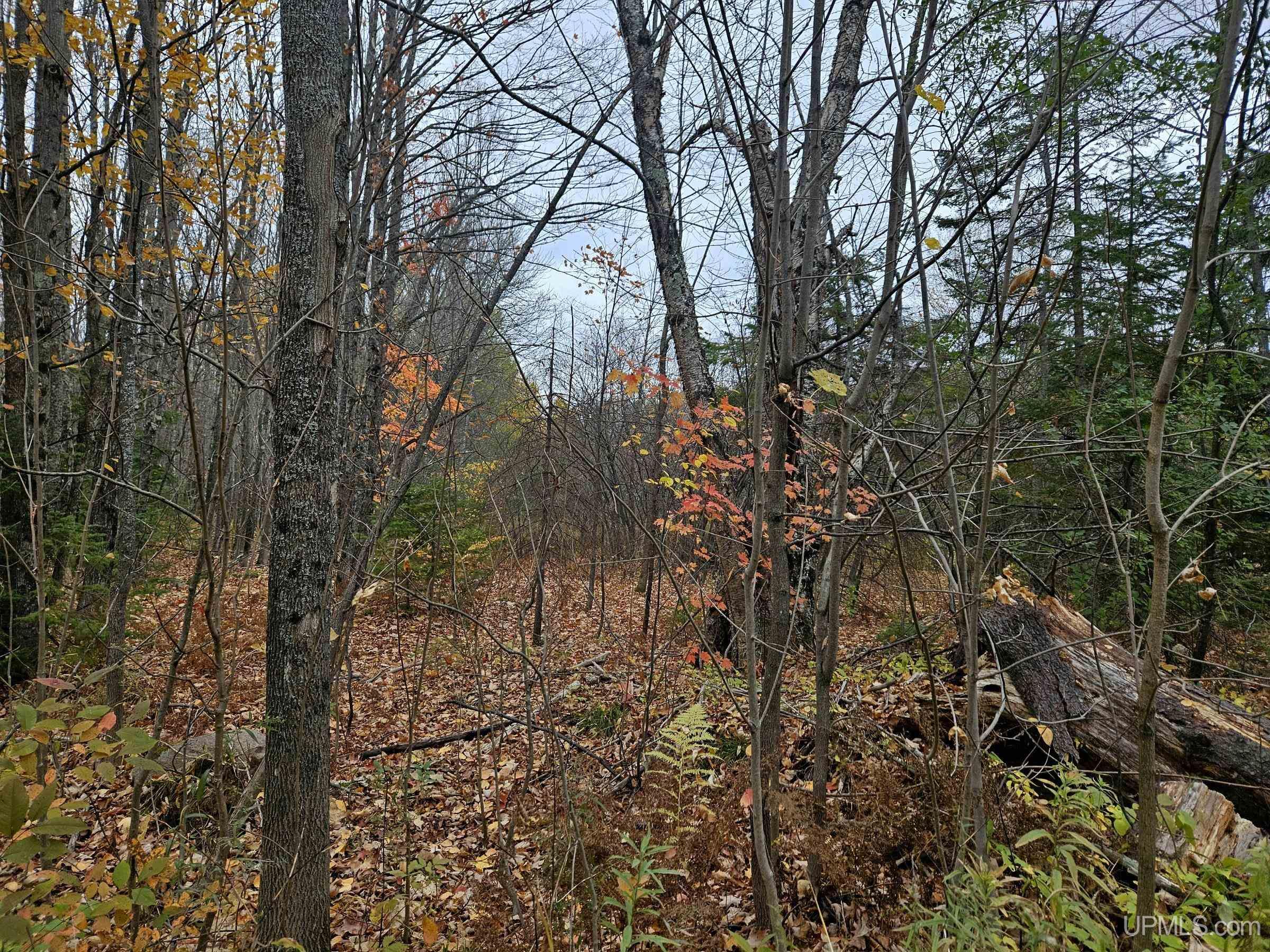 Tbd Koskela Road Wakefield, MI 49968 - Photo 4 of 6