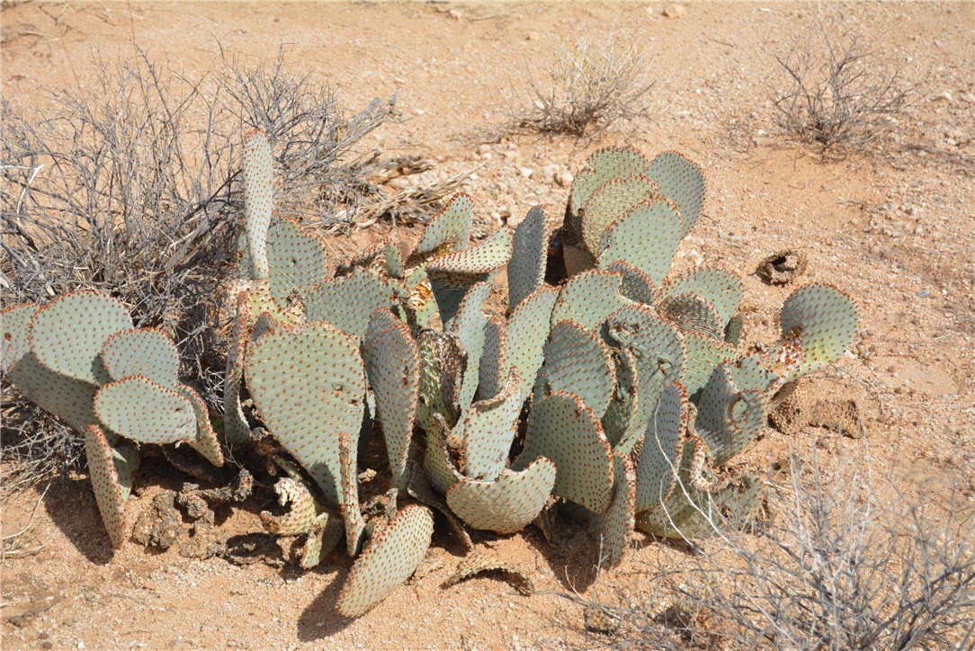 207-35-005 South Arlington Road Yucca, AZ 86438 - Photo 67 of 92