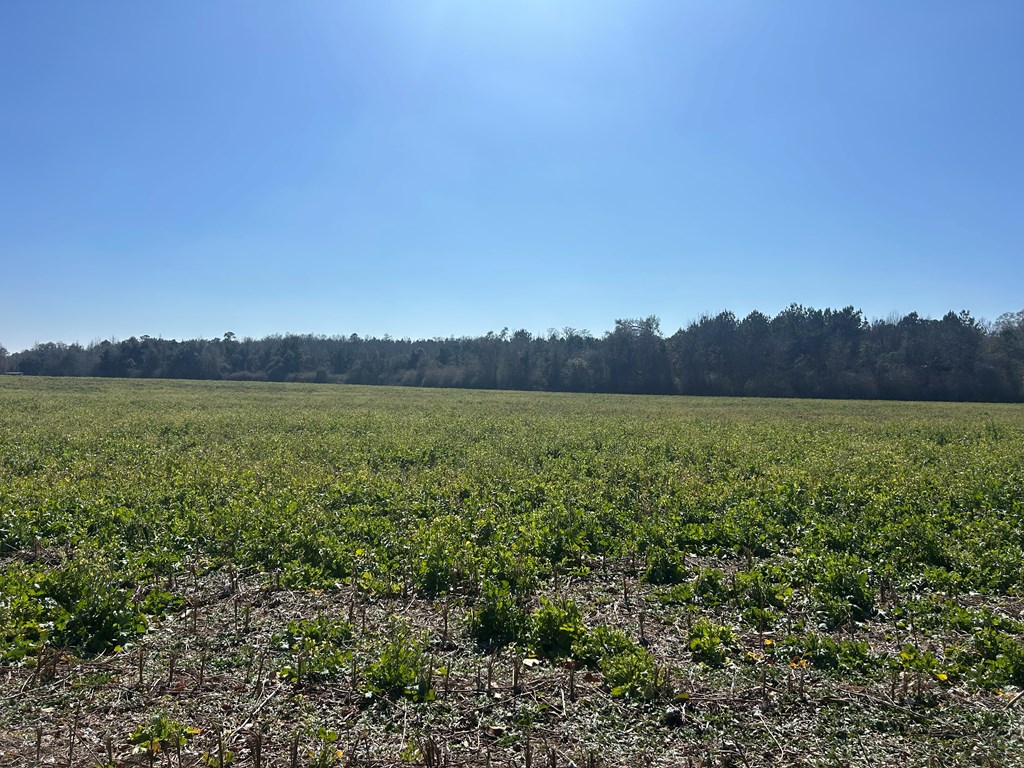 31.5-ac 31.5-ac Rammer Loop Road Dothan, AL 36301 - Photo 48 of 49
