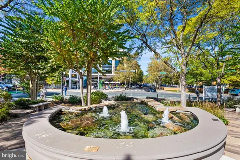 a street view with large trees