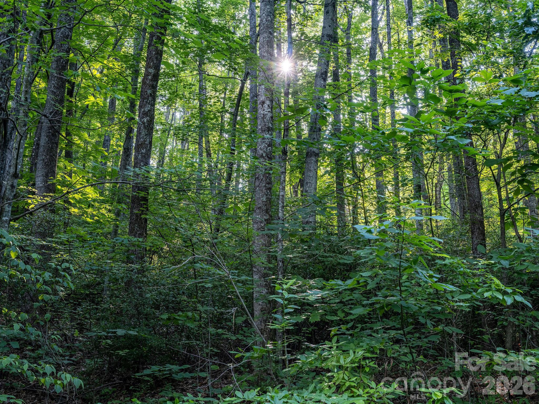 8 Carls Cove Road Hendersonville, NC 28792 - Photo 20 of 25