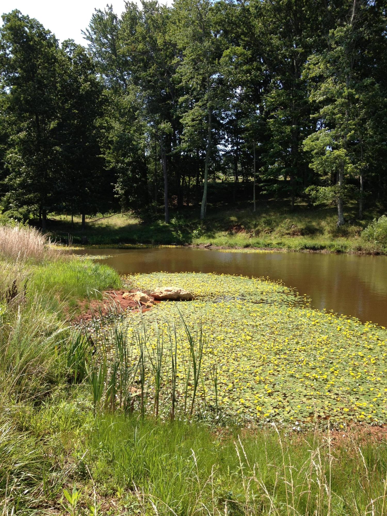 1431 Dillards Hill Road Union Hall, VA 24176 - Photo 10 of 27 Pond