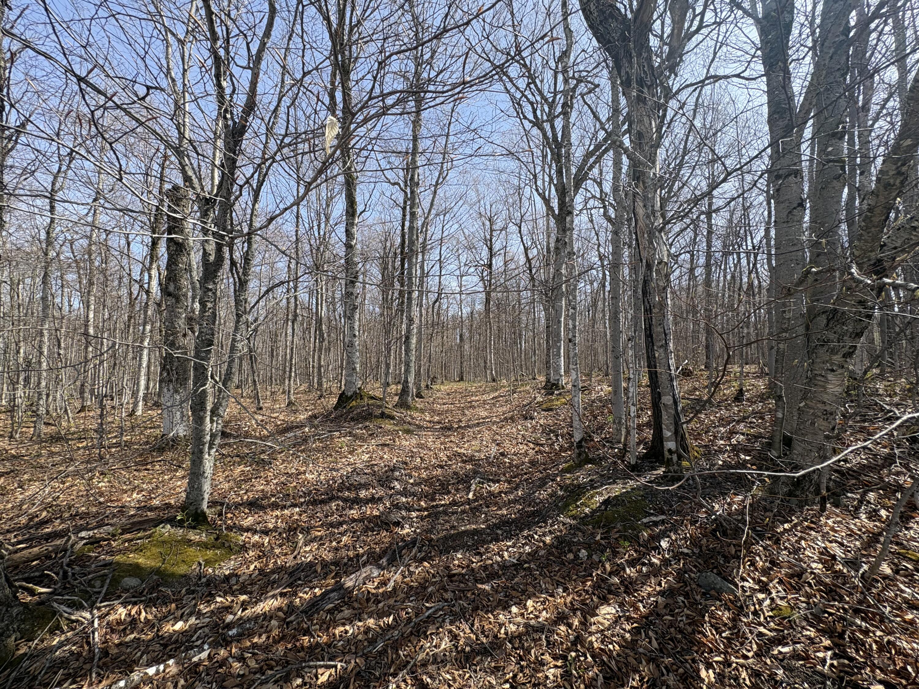 Lot 12 Off Conant (end Of Johnson Rd) Road Fort Fairfield, ME 04742 - Photo 4 of 10
