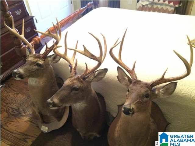3703 Co Highway 24 Springville, AL 35146 - Photo 4 of 28