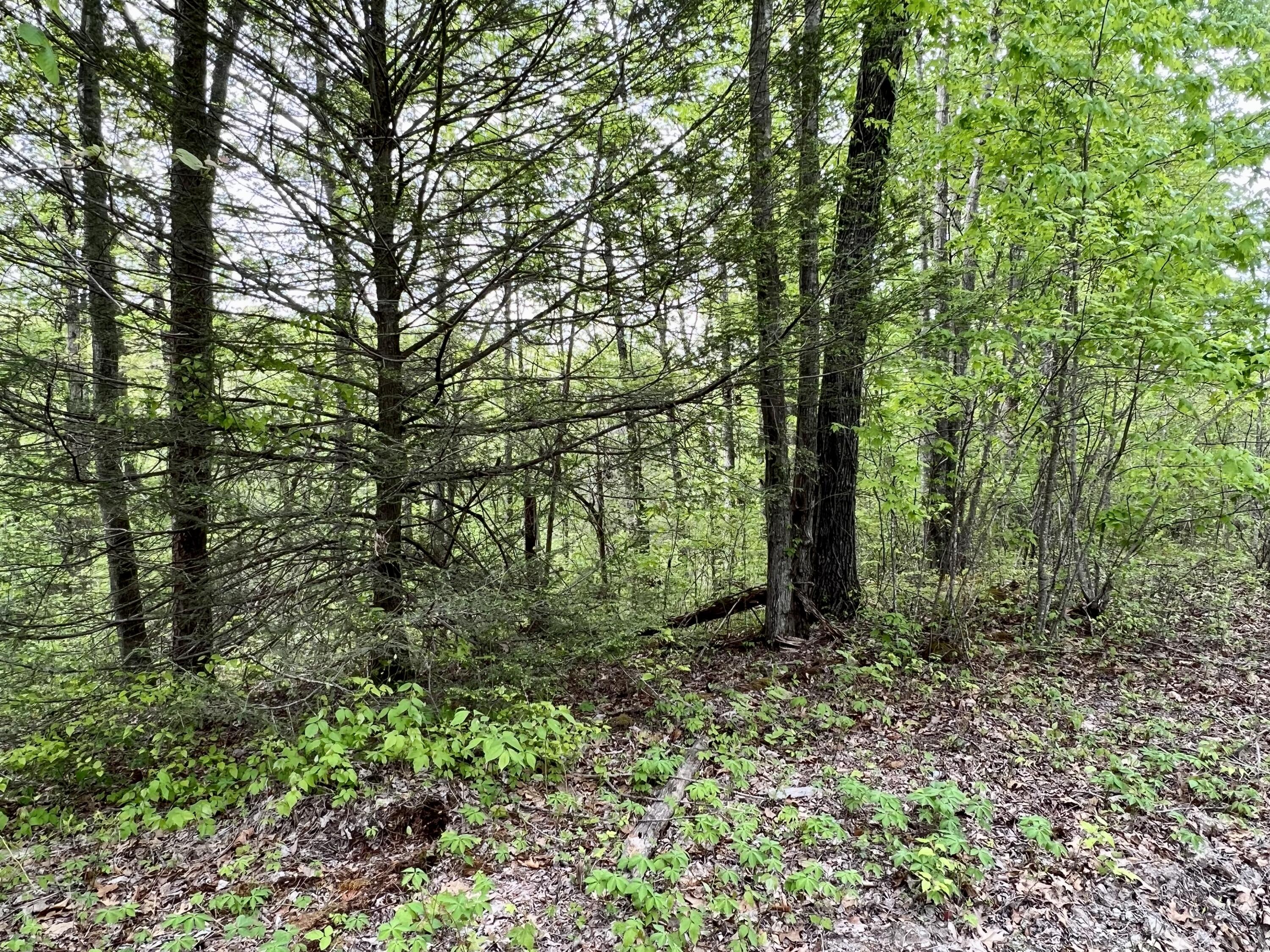 1145 Old Whitney Road Somerset, KY 42501 - Photo 53 of 65 Wooded Land