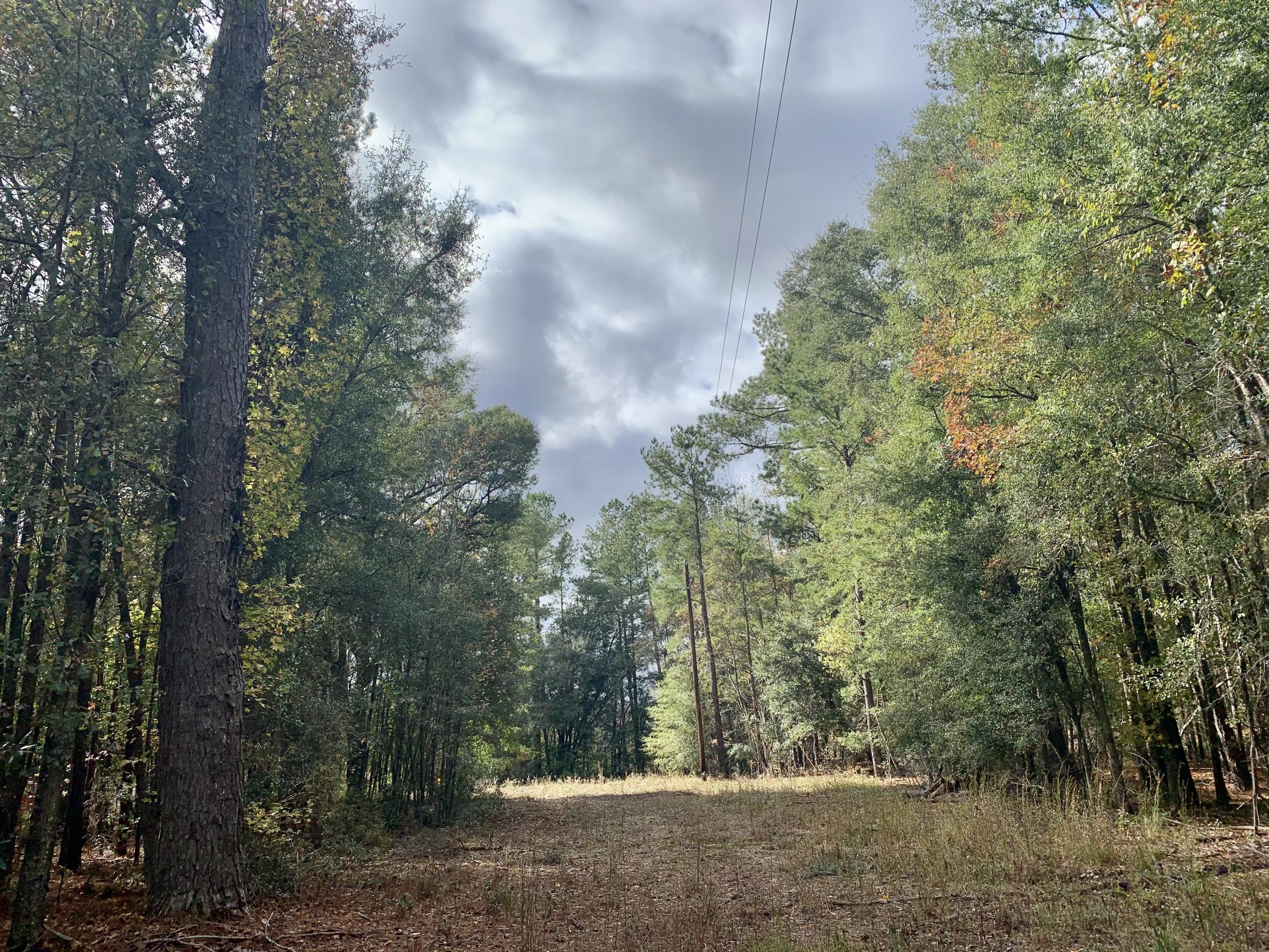 1000 Freedom Road Branchville, SC 29432 - Photo 2 of 15 54FC74ED-4073-4617-999C-A94E86A9C49F