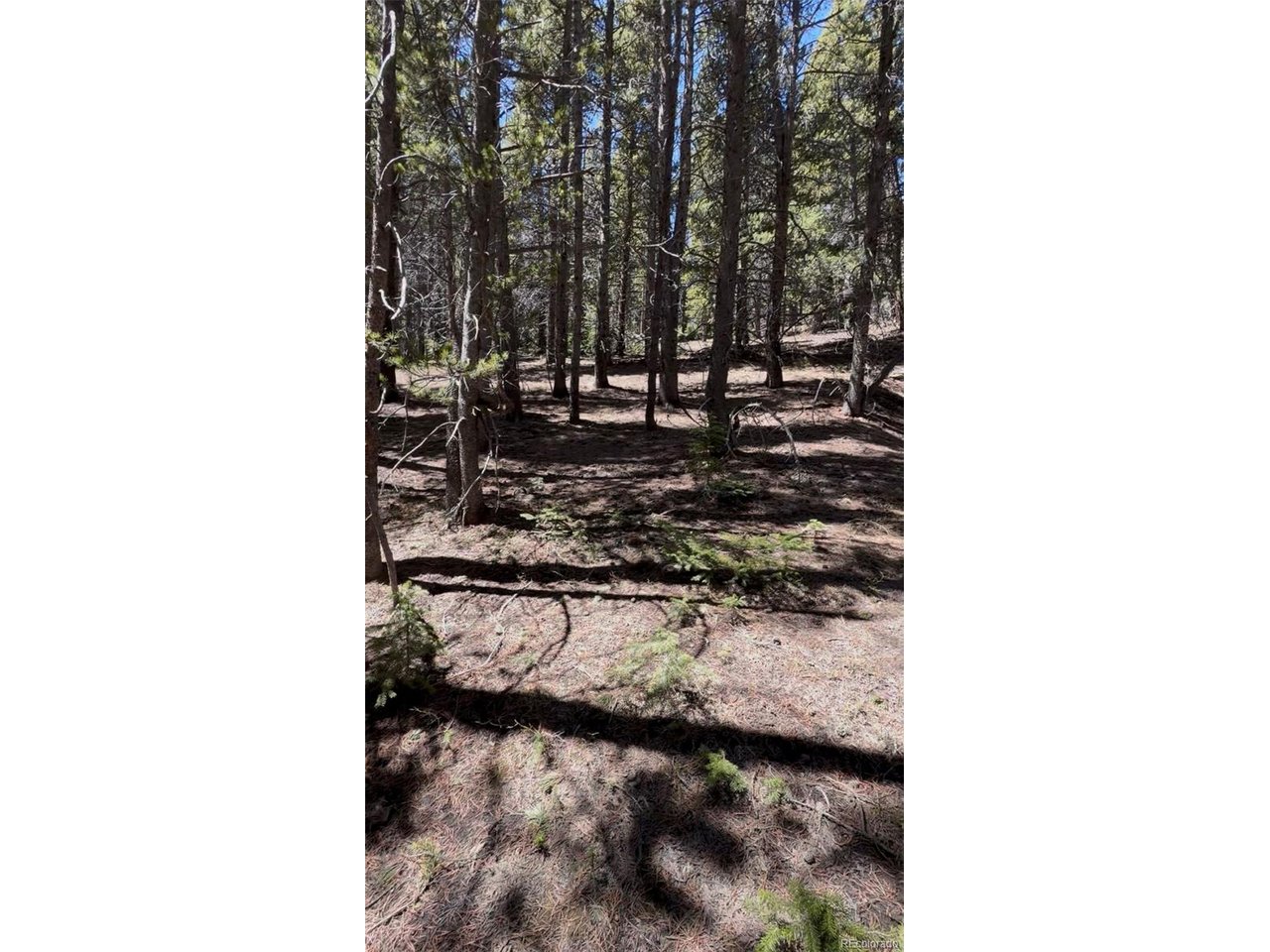378 Alice Road Idaho Springs, CO 80452 - Photo 20 of 26 a view of a room with a lots of trees