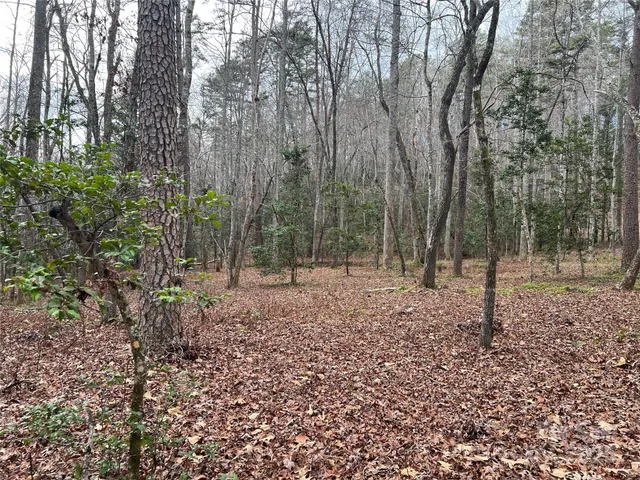a view of a forest filled with trees