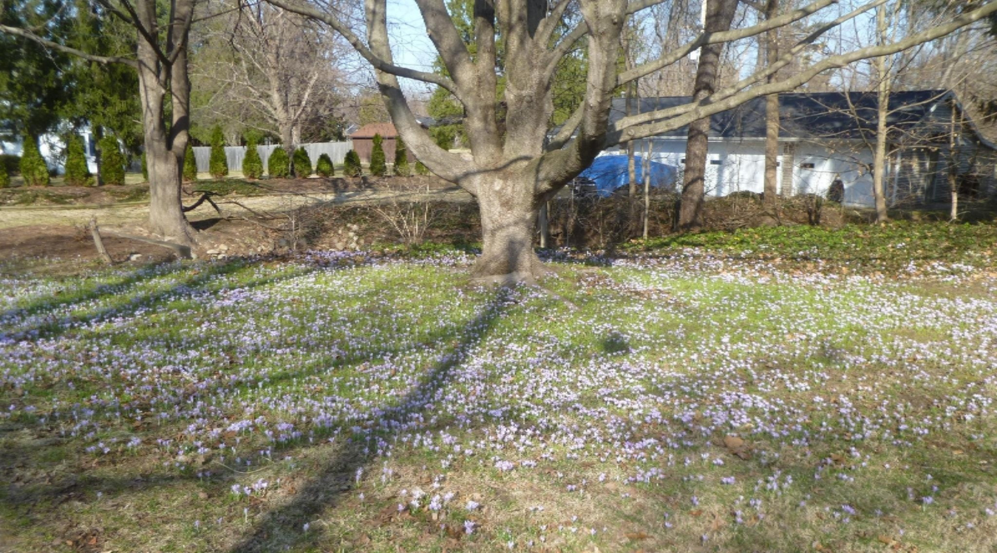 811 Topinabee Road Niles, MI 49120 - Photo 19 of 81 Crocus Under Trees-1 002
