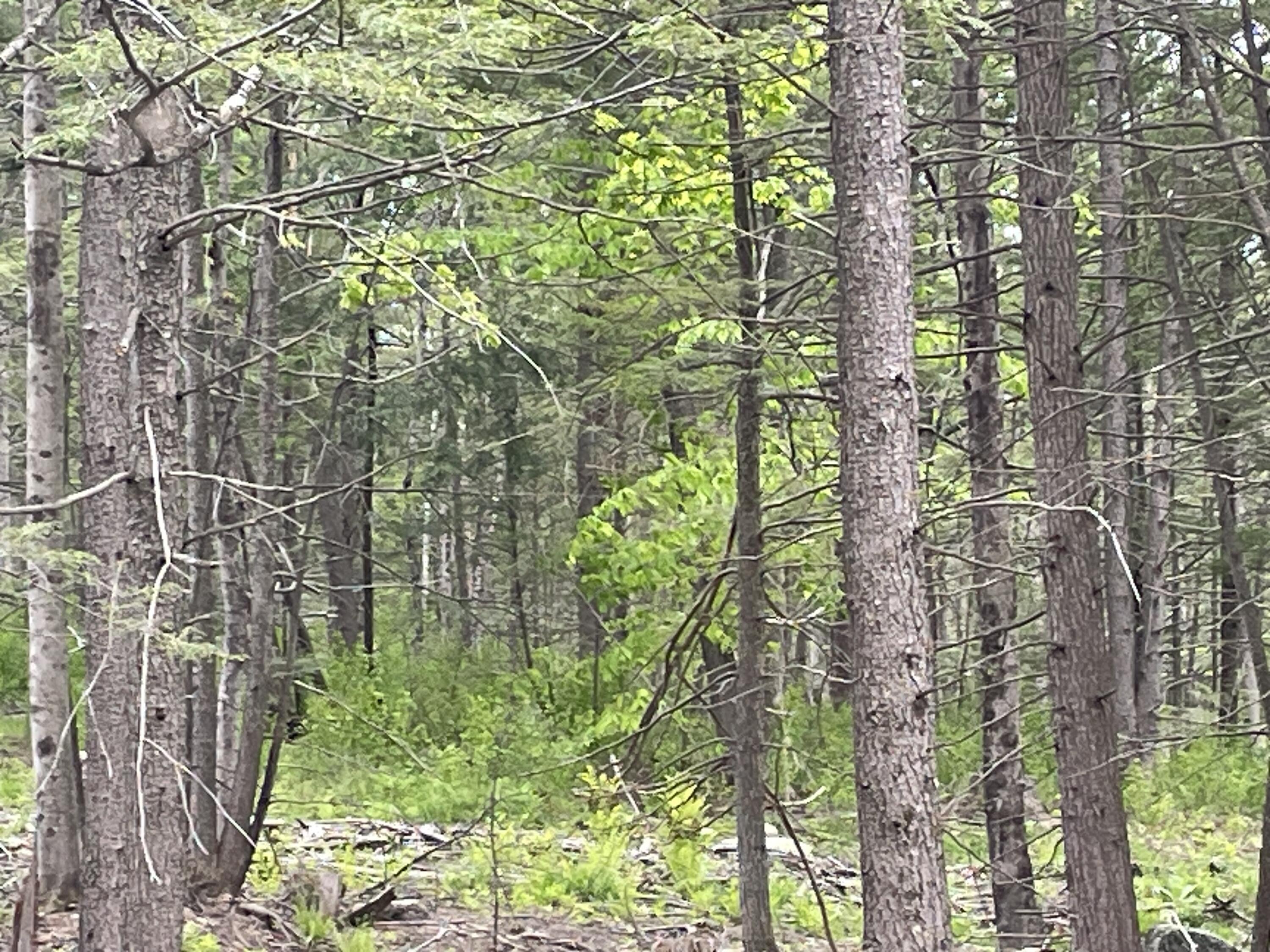 13a Zions Hill Road Chesterville, ME 04938 - Photo 3 of 14