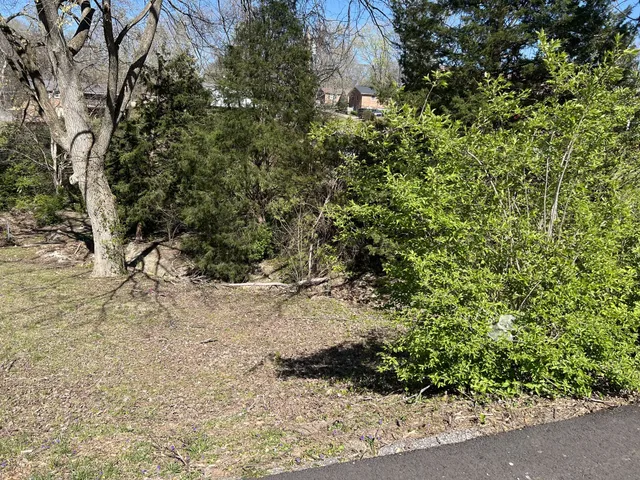 a view of a forest with a tree