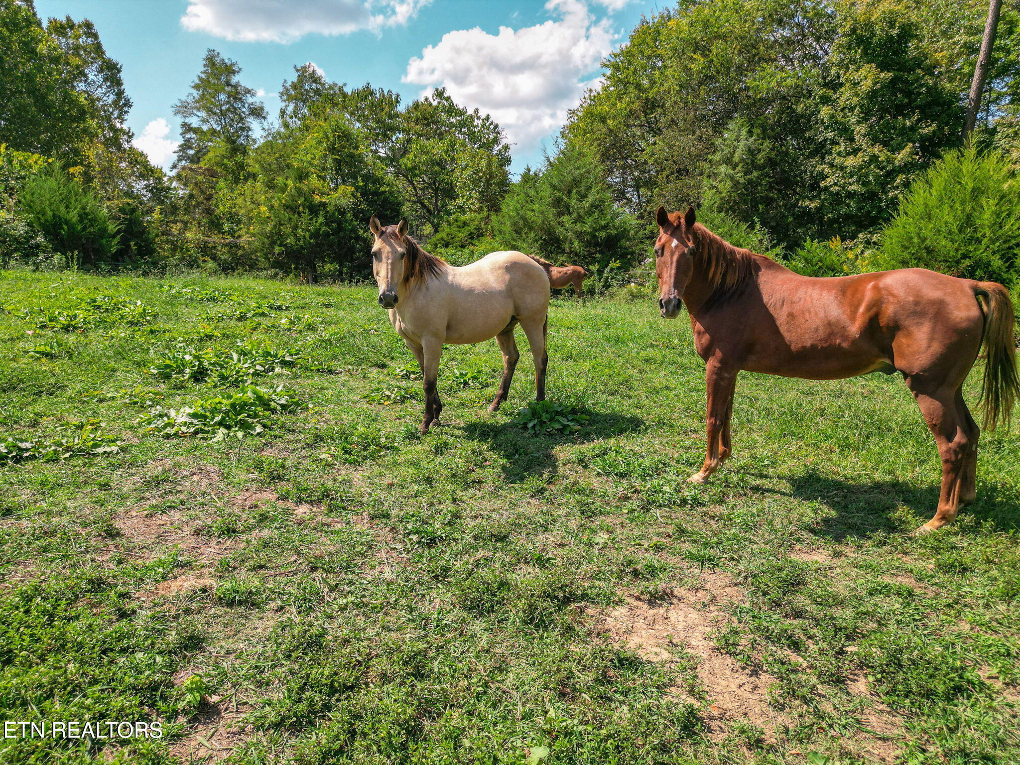 2733 Shipe Road Mascot, TN 37806 - Photo 1 of 38 17-web-or-mls-017--FULL
