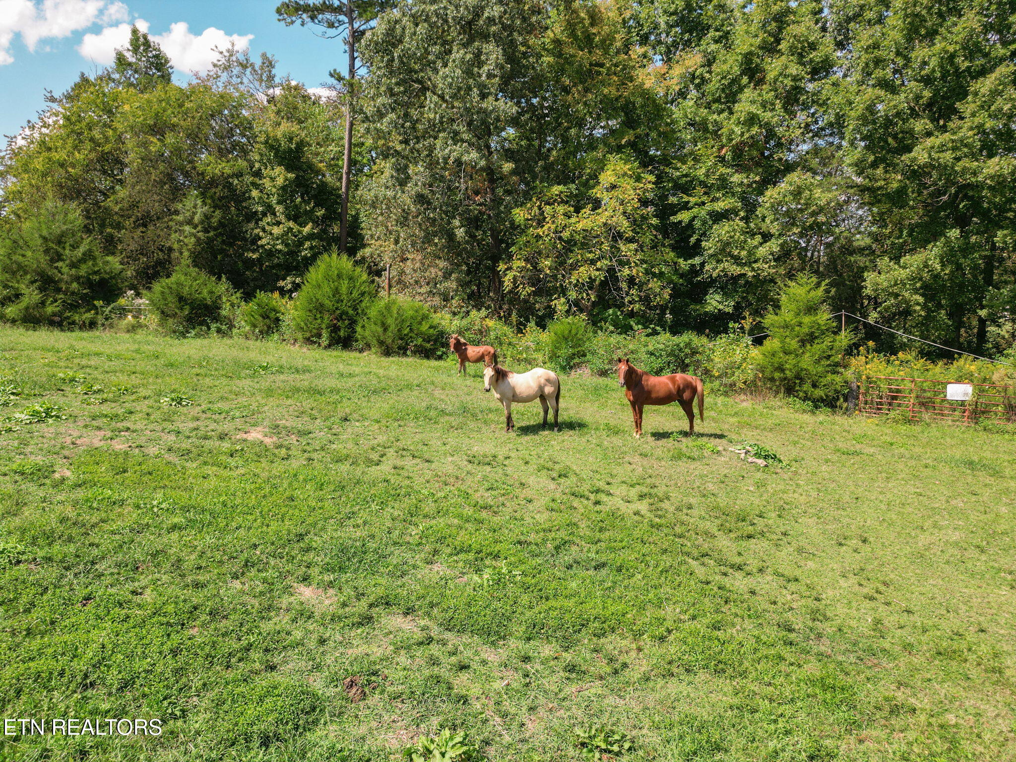 2733 Shipe Road Mascot, TN 37806 - Photo 21 of 38 16-web-or-mls-016--FULL