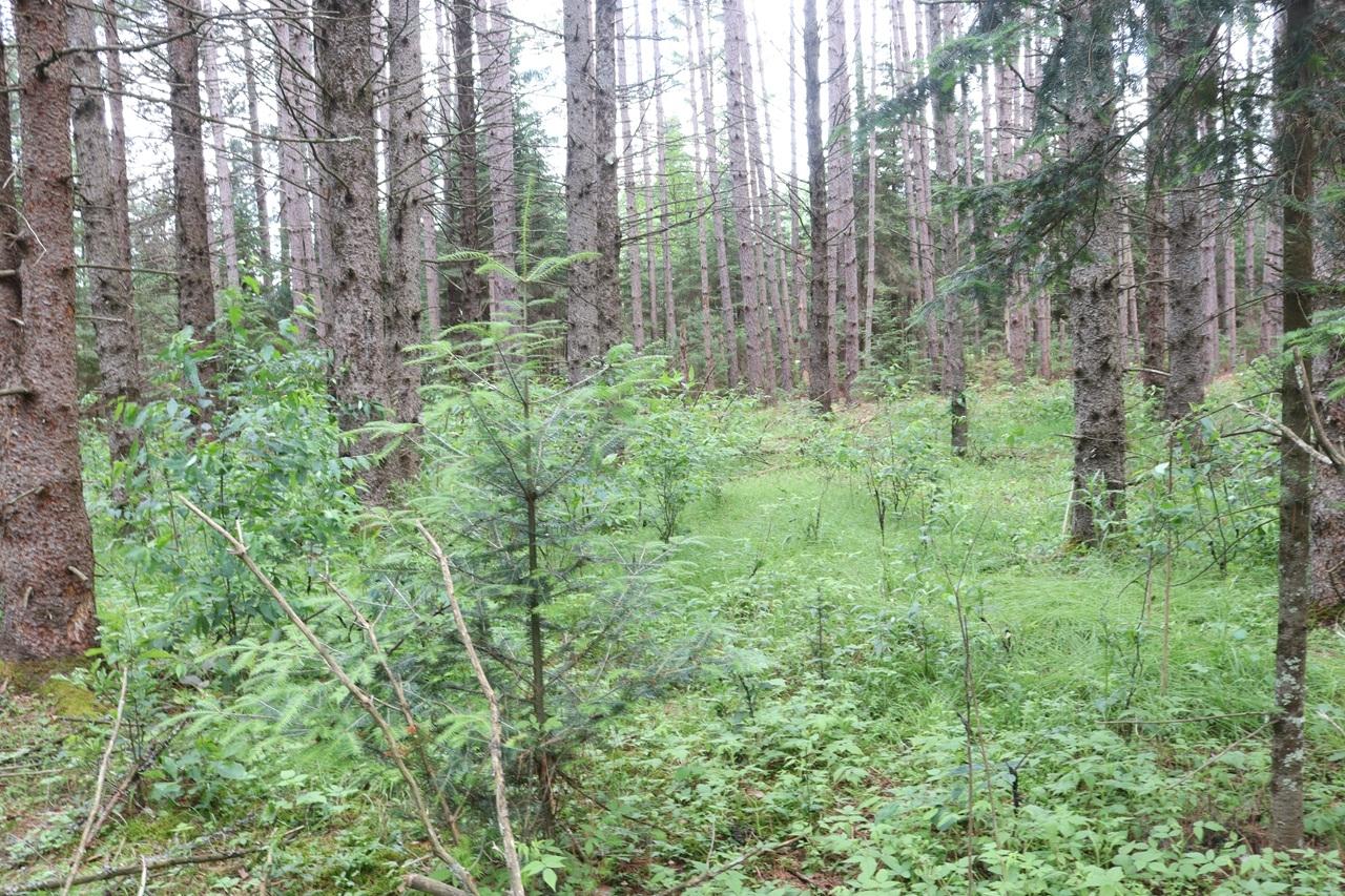Lot 4 Cth J Mercer, WI 54547 - Photo 4 of 15 Gallery Image 4