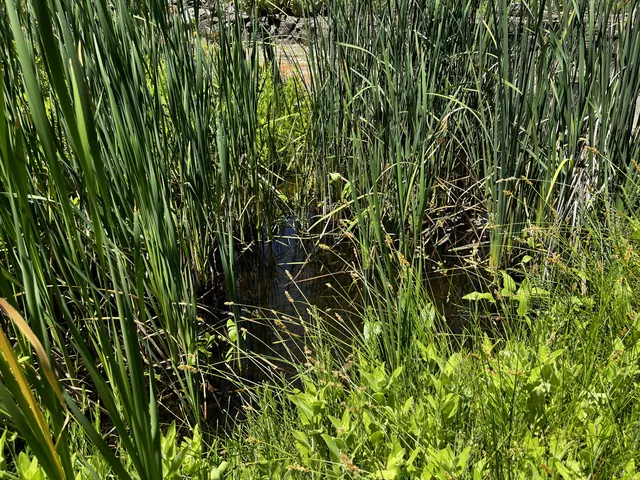 $55,000 | Wilson Hill Road, Manton, CA 96059