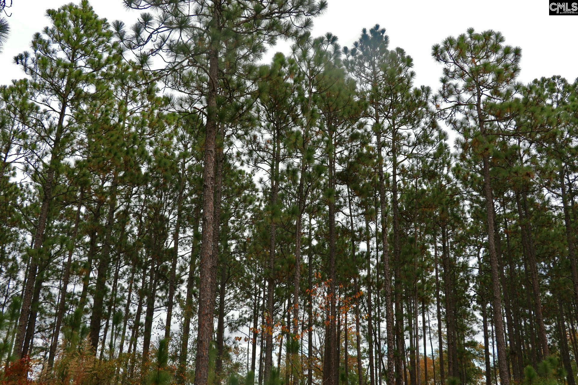 Tbd Browns Pond Road Wagener, SC 29164 - Photo 30 of 48