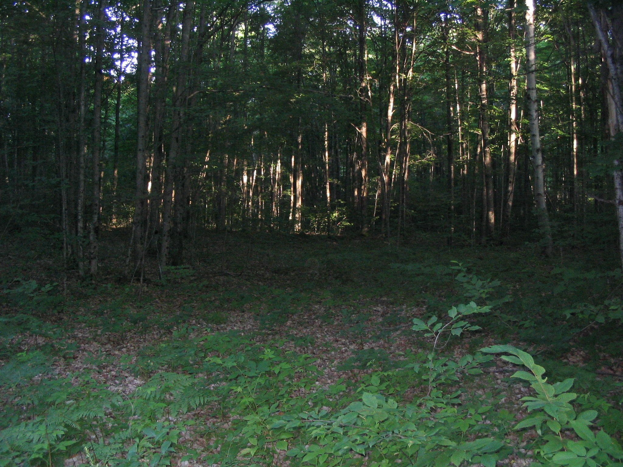 Parcel B Wolf Road Frederic, MI 49733 - Photo 3 of 6 Gallery Image 3
