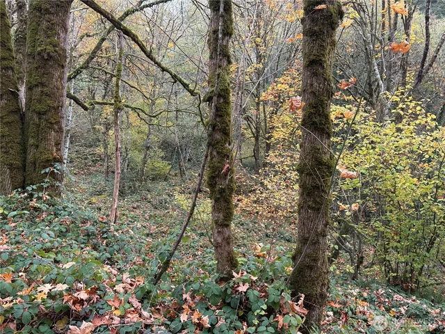 a view of a yard with a tree