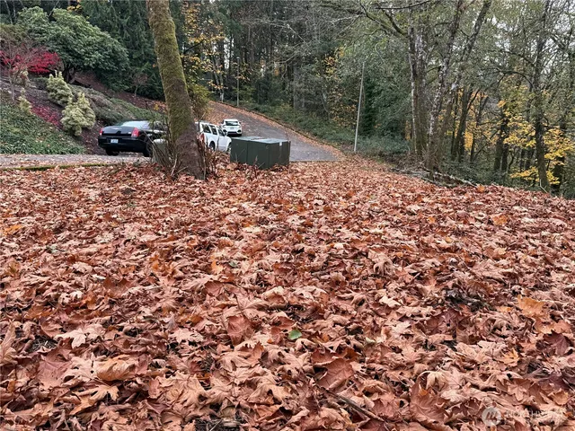a view of a forest filled with trees