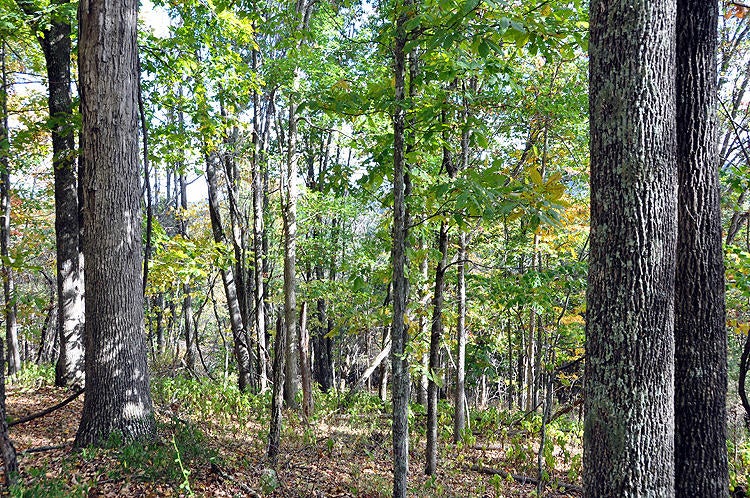 100 Back Creek Road Peterstown, WV 24963 - Photo 3 of 29 Gallery Image 3