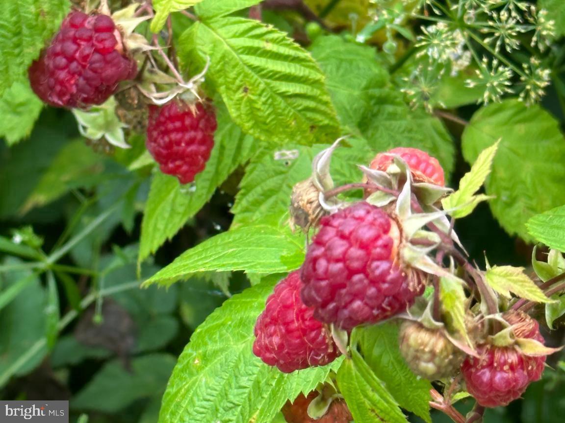 16756 Mount Airy Road Shrewsbury, PA 17361 - Photo 36 of 93 Vibrant raspberries nestled in lush greenery.