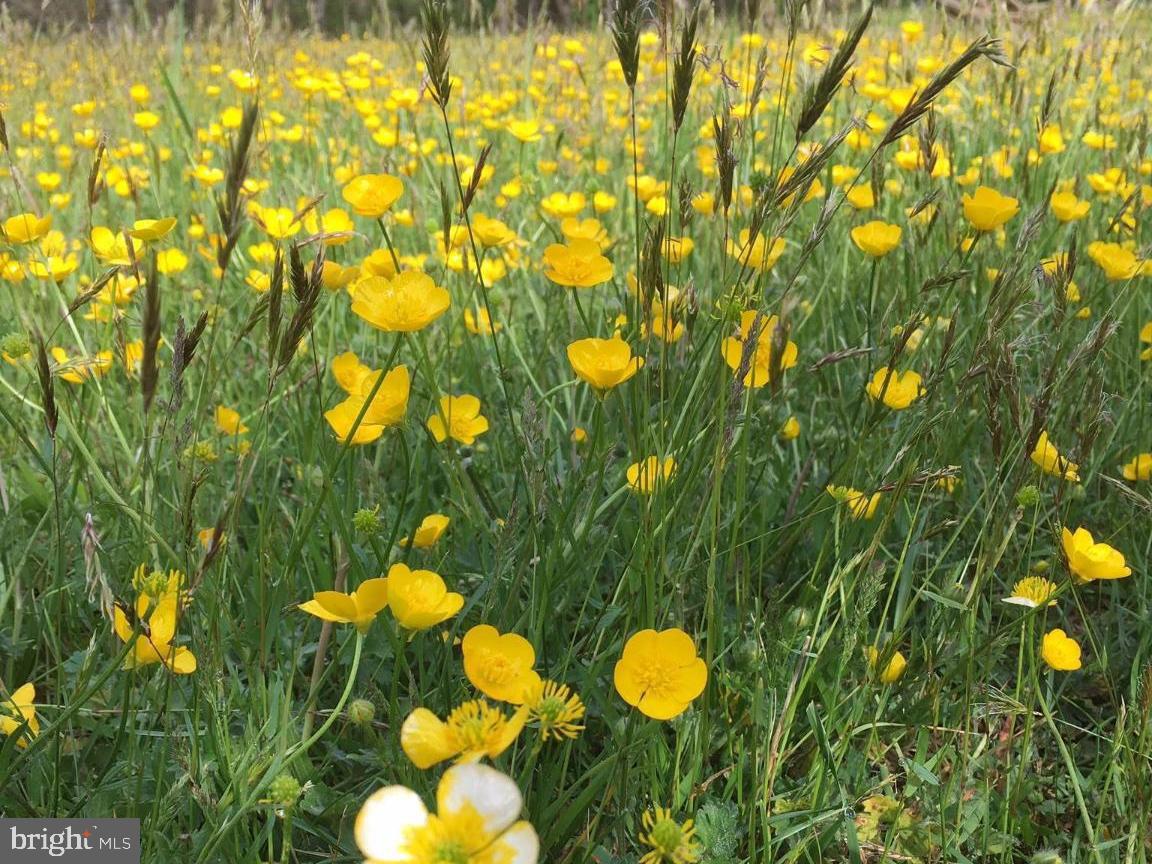 16756 Mount Airy Road Shrewsbury, PA 17361 - Photo 37 of 93 Vibrant meadow of golden buttercups.