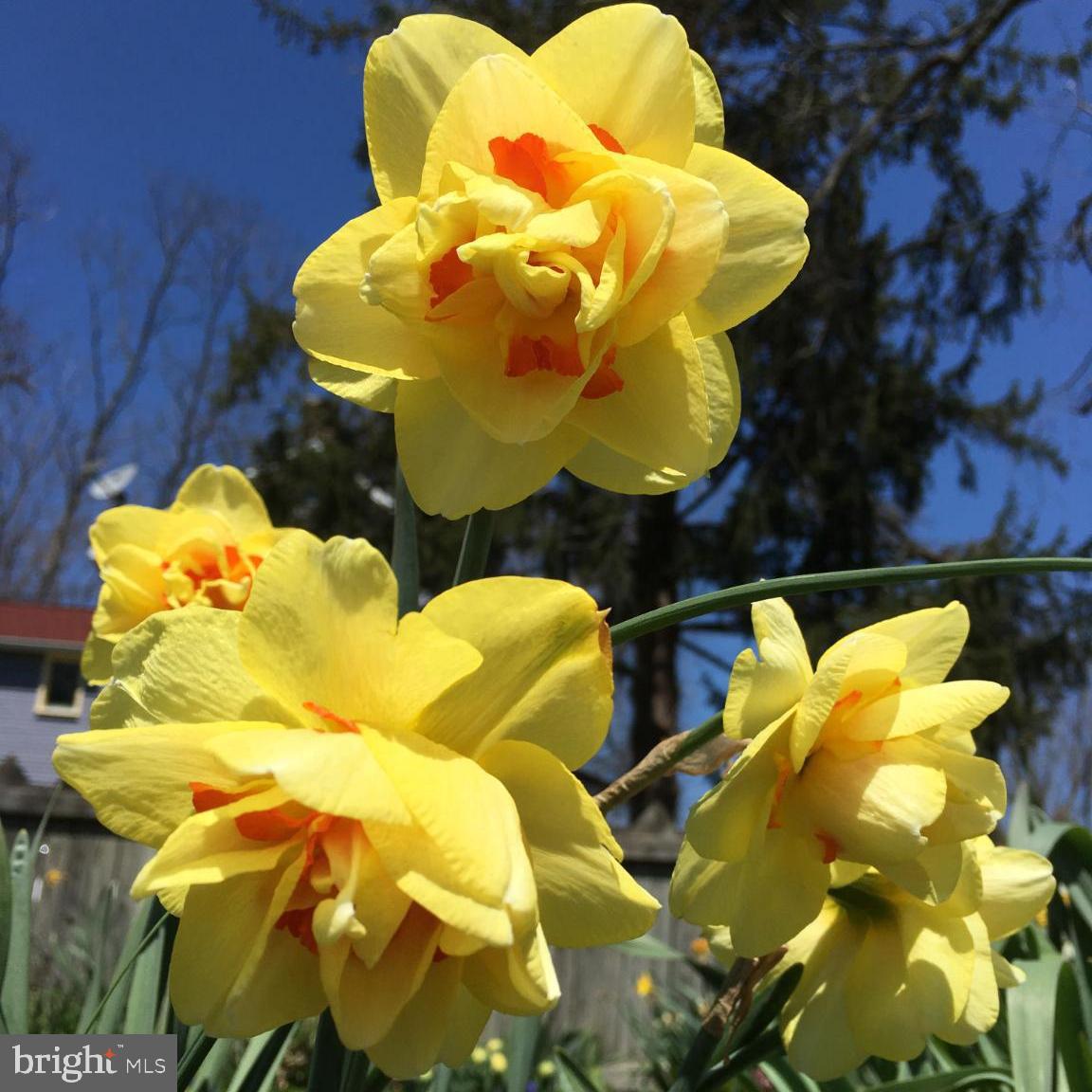 16756 Mount Airy Road Shrewsbury, PA 17361 - Photo 38 of 93 Vibrant yellow daffodils in full bloom.