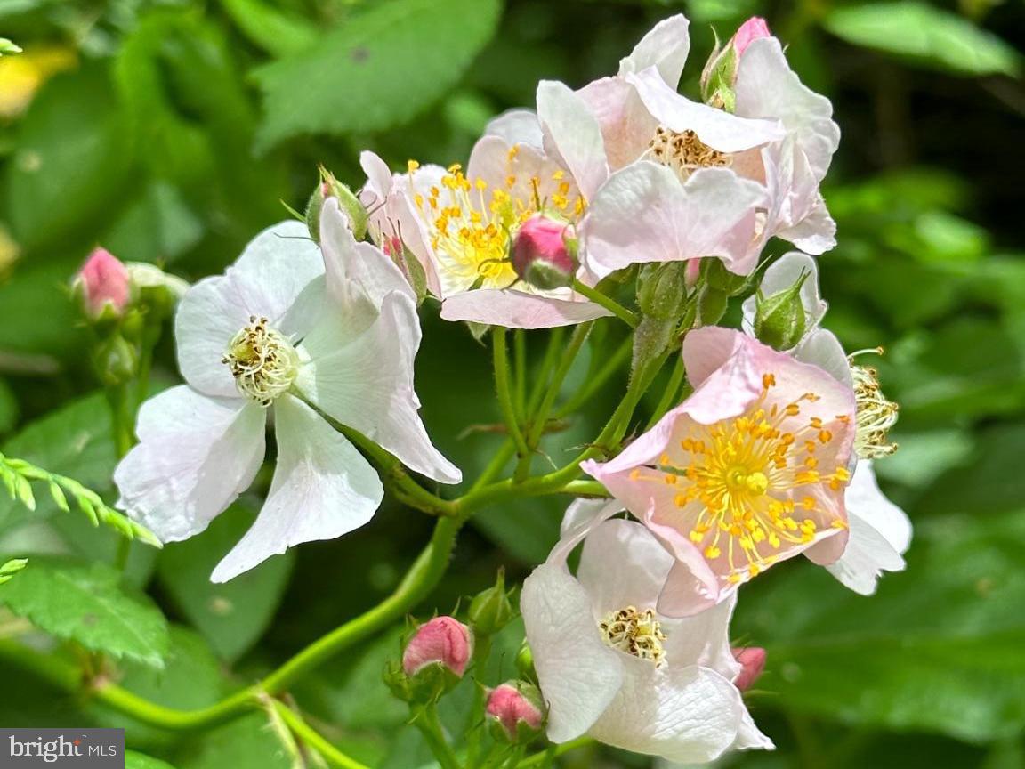 16756 Mount Airy Road Shrewsbury, PA 17361 - Photo 40 of 93 Delicate blooms in vibrant spring hues.