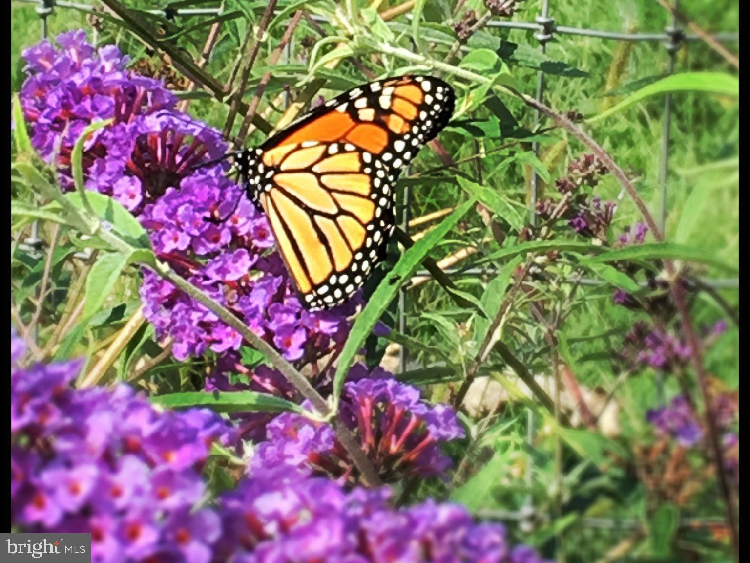 16756 Mount Airy Road Shrewsbury, PA 17361 - Photo 41 of 93 Monarch butterfly graces vibrant blooms.
