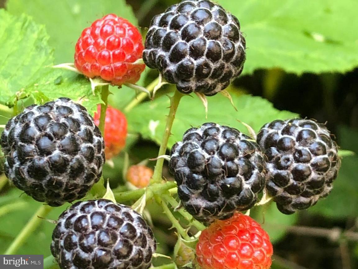 16756 Mount Airy Road Shrewsbury, PA 17361 - Photo 42 of 93 Vibrant berries glisten in lush greenery.