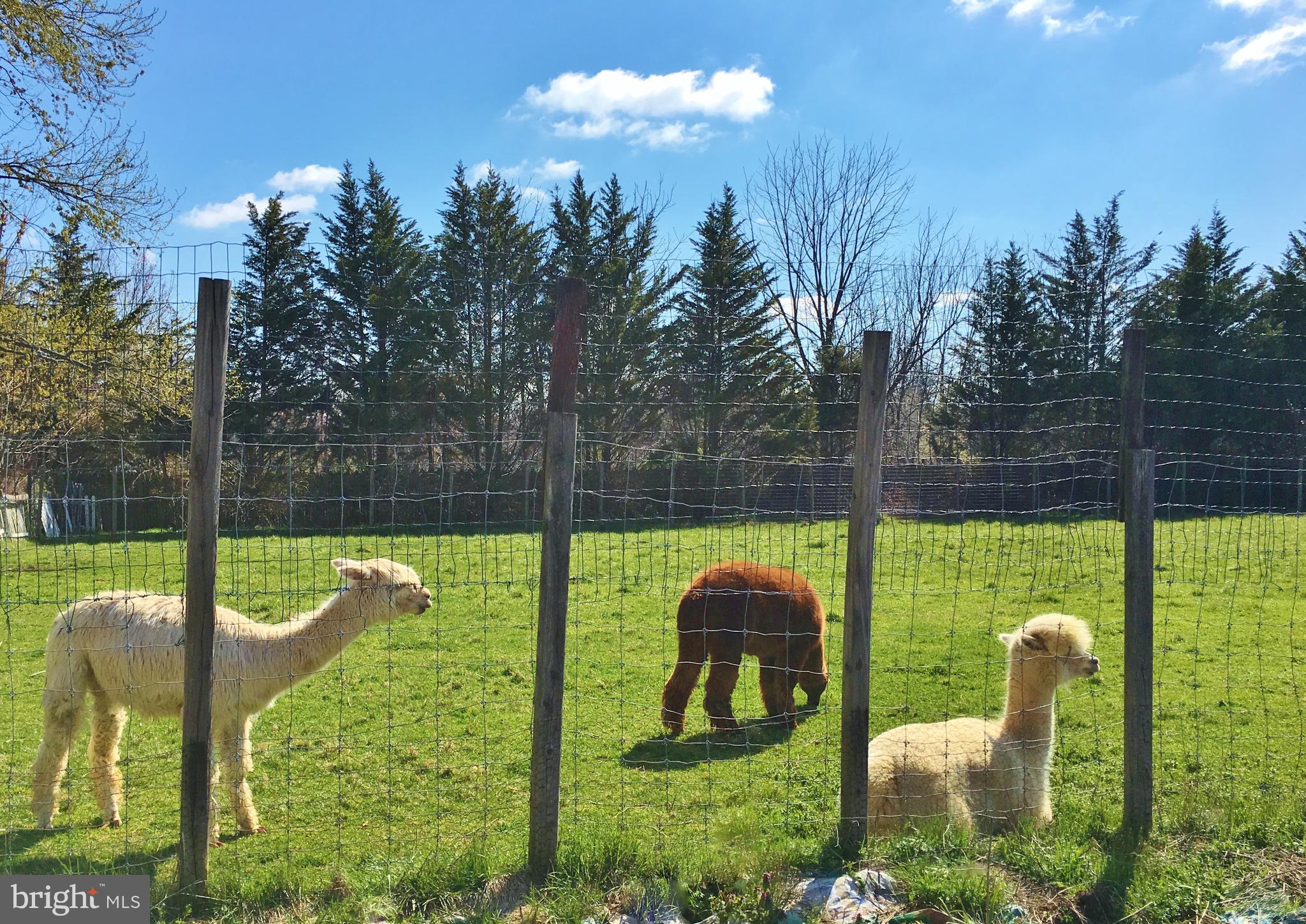 16756 Mount Airy Road Shrewsbury, PA 17361 - Photo 7 of 93 Alpacas grazing under a sunny sky.