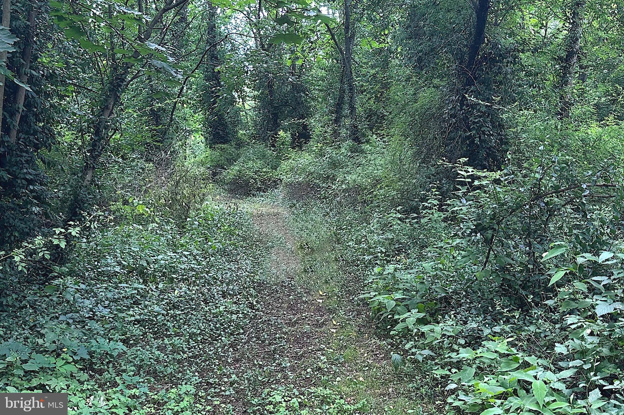 16756 Mount Airy Road Shrewsbury, PA 17361 - Photo 87 of 93 Lush path through a tranquil forest.