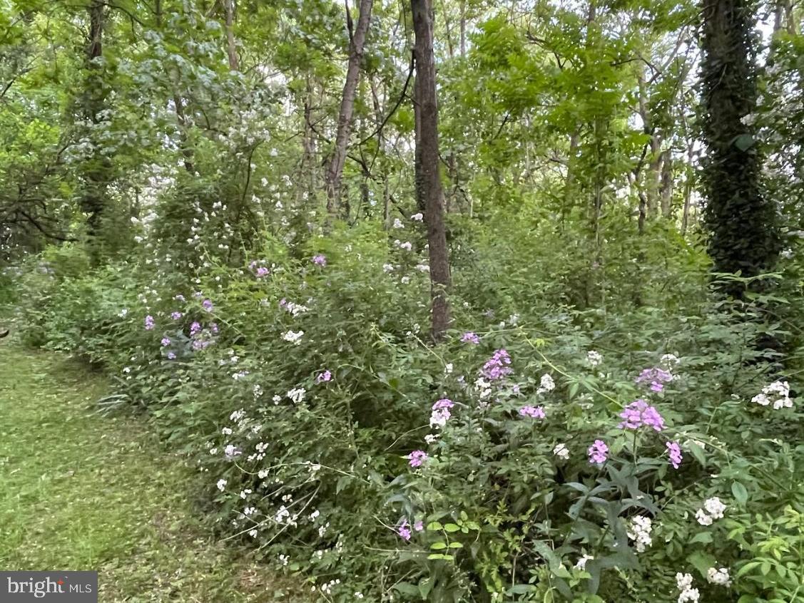 16756 Mount Airy Road Shrewsbury, PA 17361 - Photo 90 of 93 Serene woodland path adorned with blooms.